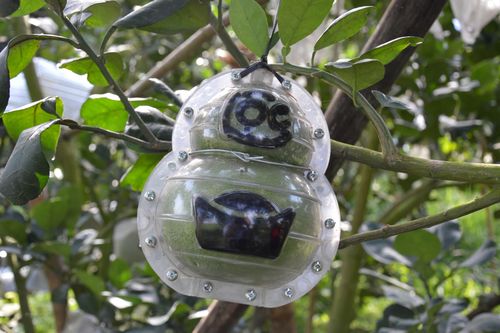 Bưởi tạo hình, khắc chữ ở Đồng Tháp thu hút khách hàng