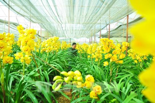 70% hoa địa lan Đà Lạt nở sớm