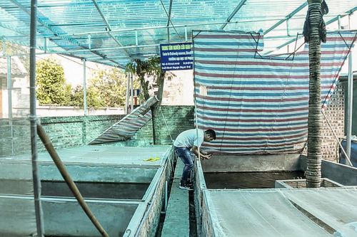 Nam thanh niên kiếm nửa tỉ mỗi năm nhờ nghề nuôi cà cuống