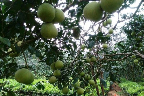 Niềm vui đặc sản bưởi Đoan Hùng 'xuất ngoại'
