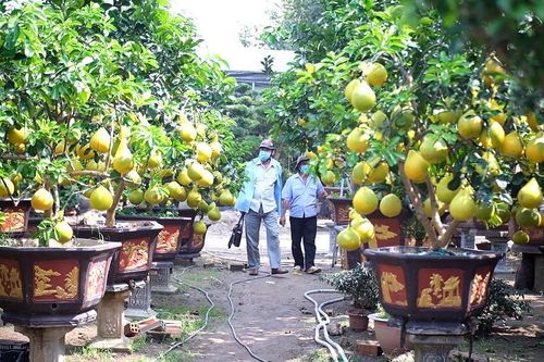 Cây kiểng, hoa tết xuống phố sớm, tiểu thương thăm dò sức mua