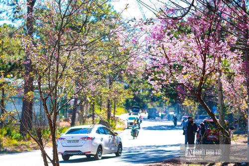 Ngắm mai anh đào nở rộ trên xứ sở sương mù