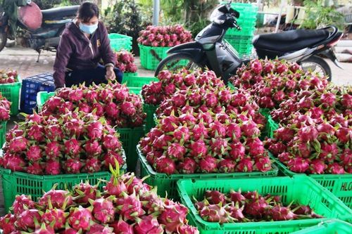 Bình Thuận: Giá thanh long chỉ còn 500-1.000 đồng/kg, nhiều nhà vườn trắng tay