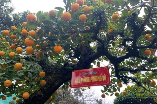 Hàng độc lạ chơi Tết Nhâm Dần: Quất thân siêu to, giá trăm triệu đồng