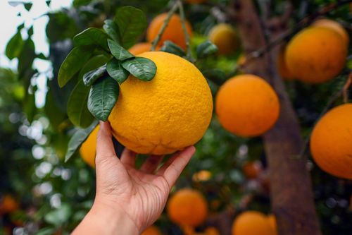 Bưởi Diễn trăm quả, đào rừng giá 40 triệu đắt khách ở Hà Nội