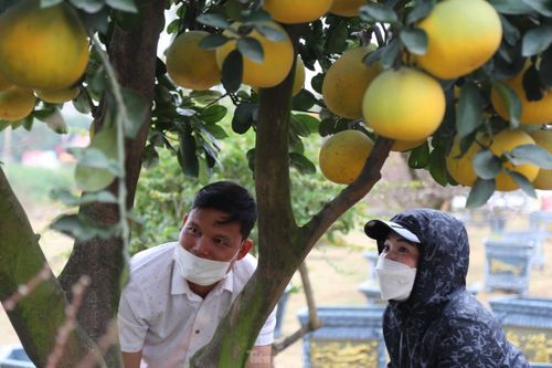 Bưởi cảnh, đào cổ thụ giá hàng chục triệu đồng xuống phố đón Tết
