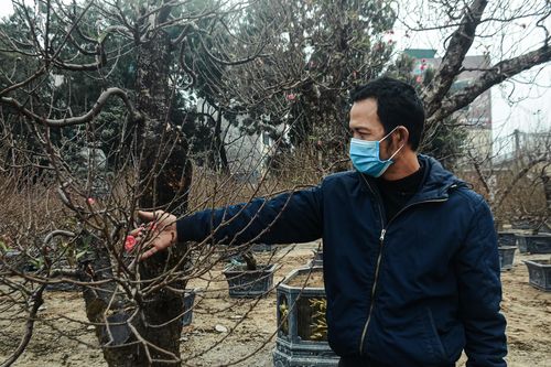 Đào cổ thụ xuống phố đón Tết giá hàng trăm triệu đồng