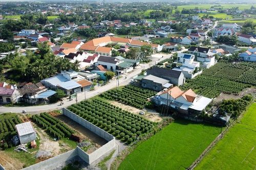 Làng cúc Tết nổi tiếng Nam Trung bộ 'cháy hàng' bán Tết
