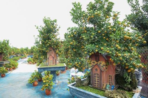 Mốt chơi quất 'bonsai' phong thủy ngày Tết