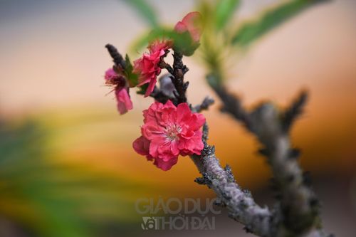 Đào Thất Thốn - Loại đào tiến Vua, nằm điều hòa 'chờ Tết'