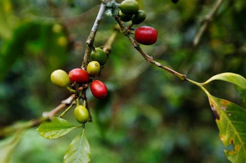 Trước khi tới tay chúng ta, hạt cà-phê đã 'lăn' qua rất nhiều câu chuyện