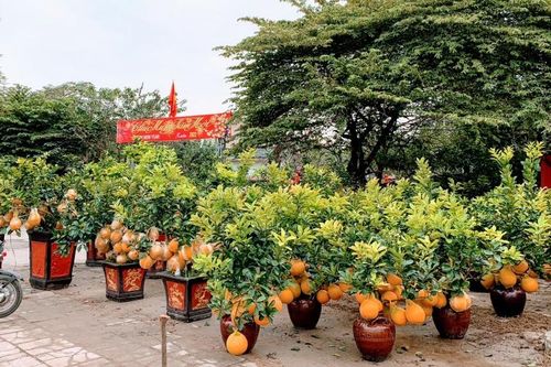 Hải Phòng tổ chức 18 điểm chợ hoa Xuân Nhâm Dần