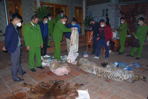 Bắt quả tang chủ tịch xã mổ hổ nấu cao