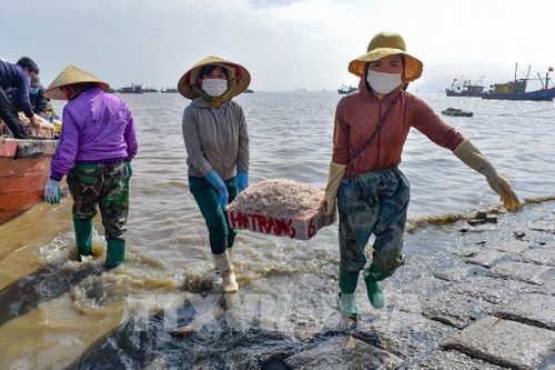 Cảng cá Ngư Lộc nhộn nhịp kẻ bán, người mua ngày giáp Tết