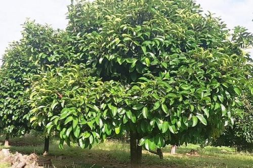 Cảnh giác việc thương lái mua lá măng cụt