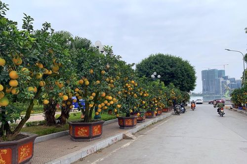 Đào, quất, bưởi Tết tràn phố Hà Nội, khách vẫn vắng bóng