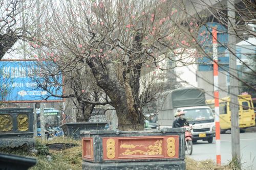 Đào cổ thụ giá khủng