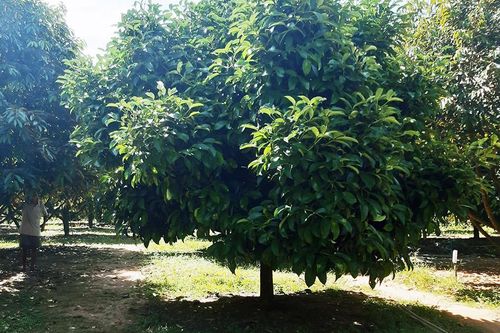 Thương lái ồ ạt 'gom' lá măng cụt ở Lâm Đồng: Cơ quan chức năng ra cảnh báo nóng