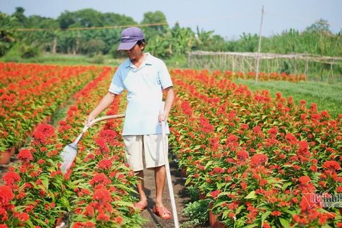Bất ngờ chợ Tết 2022: Hoa cảnh đột nhiên khan hàng, tăng giá mạnh