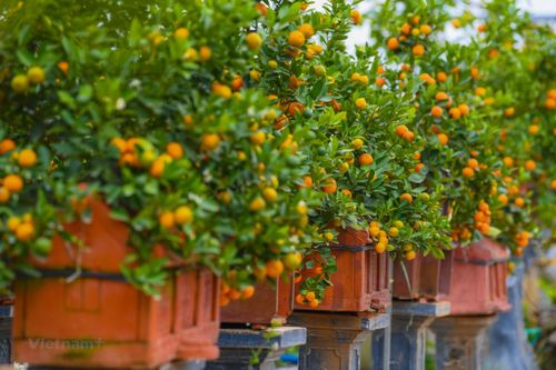 Nhiều loại chậu quất cảnh độc đáo chơi Tết Nhâm Dần ở làng Tứ Liên
