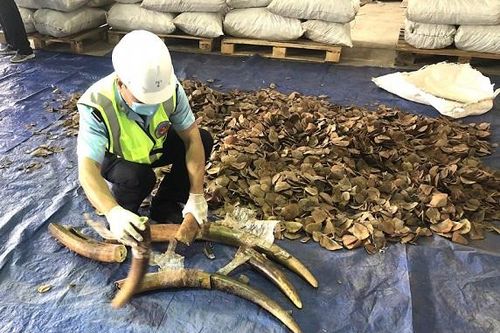 Đà Nẵng: Phát hiện số lượng lớn hàng hóa nghi là ngà voi và vảy tê tê