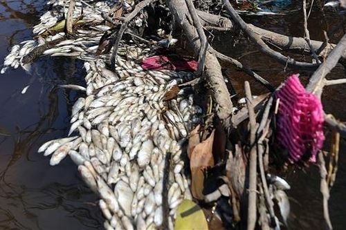 Phân tích mẫu nước để làm rõ nguyên nhân cá chết tại kênh Ba La
