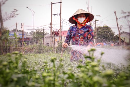 Vắng thương lái, người trồng hoa ở Quảng Bình lo 'mất Tết'