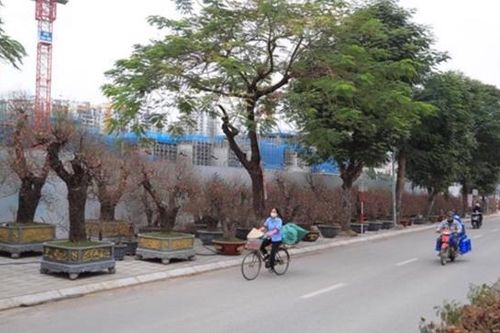 Hà Nội: Phân luồng giao thông tổ chức chợ hoa Xuân