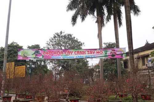 Thị trường hoa, cây cảnh trầm lắng dịp Tết