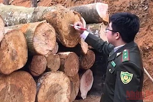 Xử lý nghiêm vụ việc khai thác rừng phòng hộ ở Thái Nguyên