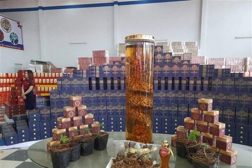 Kon Tum: Làm rõ vụ Công ty Sâm Việt Nam trồng sâm trên 'giấy'