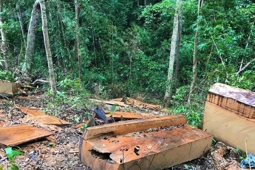Vụ khai thác hơn 84m3 gỗ trái phép ở Gia Lai: Khởi tố thêm 10 đối tượng