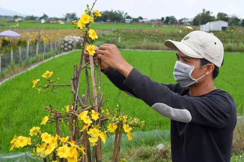 Nhà vườn Bình Định thất thu tiền tỷ vì hoa mai bung nở sớm
