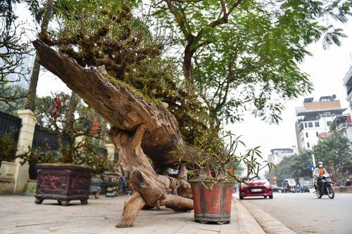 Mai bọc rêu trên thuyền độc mộc giá gần 300 triệu đồng ở Hà Nội