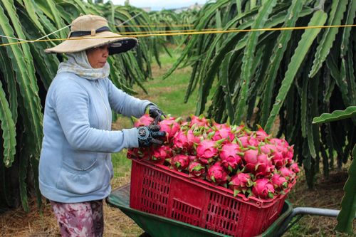 Nhiều tỉnh khuyến cáo ngưng đưa nông sản lên cửa khẩu