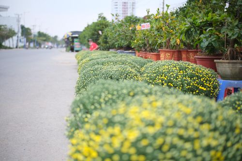 Giá hoa, cây cảnh ở TPHCM biến động mạnh trước Tết Nhâm Dần