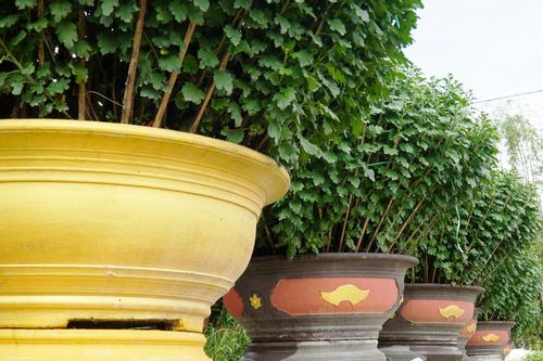 Hoa Tết xứ Huế vẫn 'nằm vườn' chờ người mua