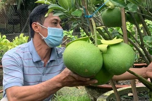 Bưởi Tết mini chi chít quả vẫn 'ngóng' khách mua