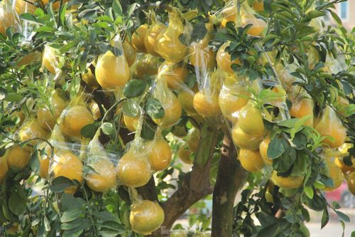 Bưởi vàng rực quả, giá hàng chục triệu đồng hút khách dịp Tết