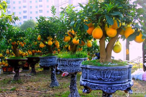 Chiêm ngưỡng vườn bưởi Diễn Tết đẹp bậc nhất thành Vinh