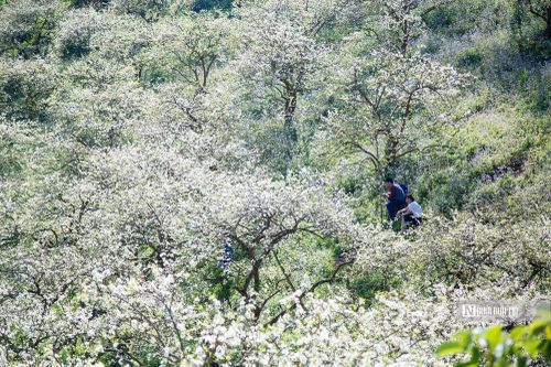 'Thiên đường' hoa mận trắng