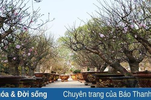 Đào thế hút khách dịp tết