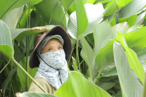 Người dân thủ phủ lá dong Hà Nội tất bật 'hái lá đếm tiền' dịp cận Tết