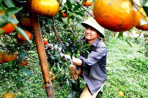 Cam đặc sản Hà Tĩnh chín đỏ rực chờ Tết