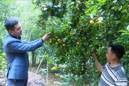 Thanh Hóa: Quýt hoi - Đặc sản Pù Luông vào vụ Tết