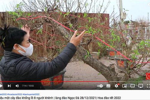 Hoa, cây cảnh Tết: Ngóng cả khách mua lẫn khách thuê