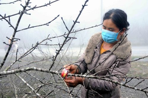 Thị trường ảm đạm, người trồng đào ở Sơn La lo lắng
