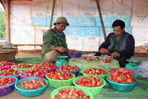 Nông dân Sơn La thu chục tỷ mỗi năm nhờ trồng dâu tây