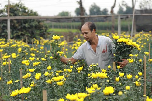 Nông dân làng hoa Tây Tựu chăm sóc hoa phục vụ Tết Nguyên đán