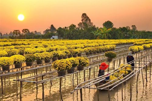 Hoa Tết 'hồi hộp' đầu ra